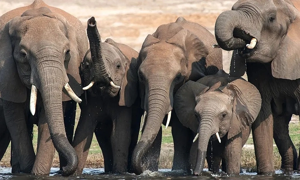 Botswana to cull 23 elephants for independence day