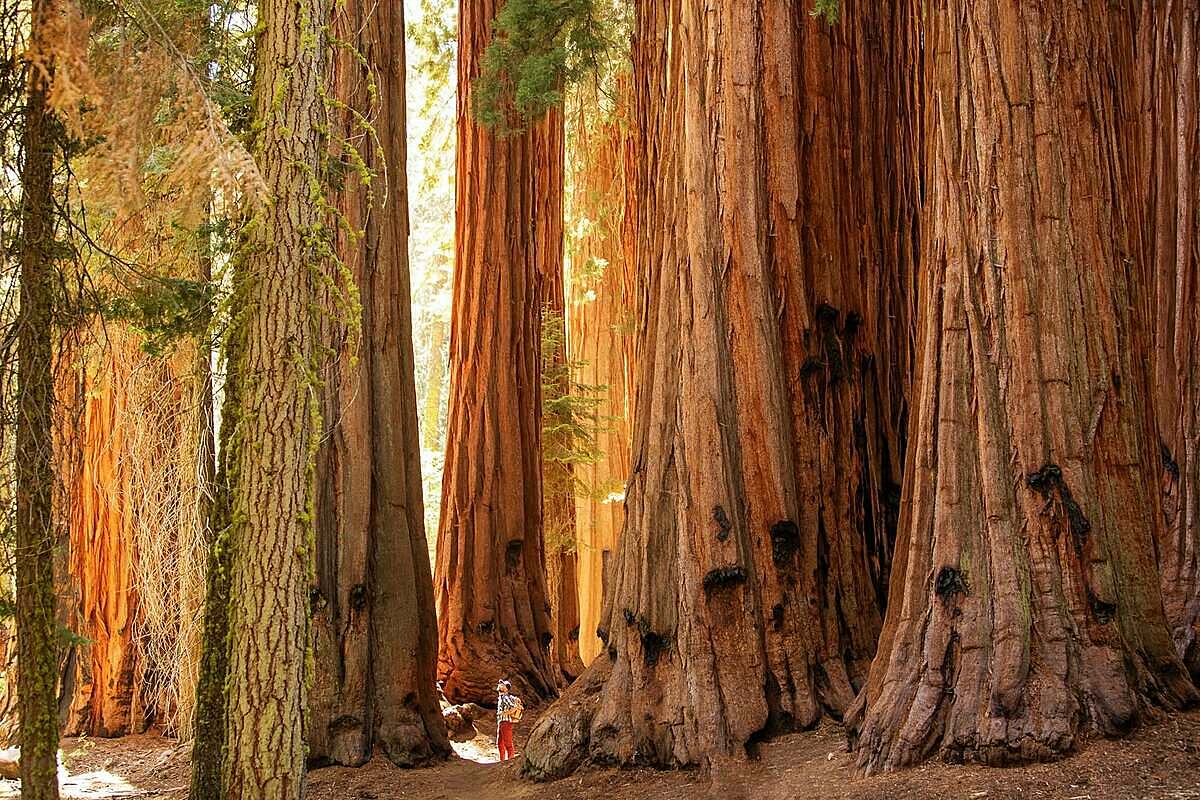 Six famous trees in the United States
