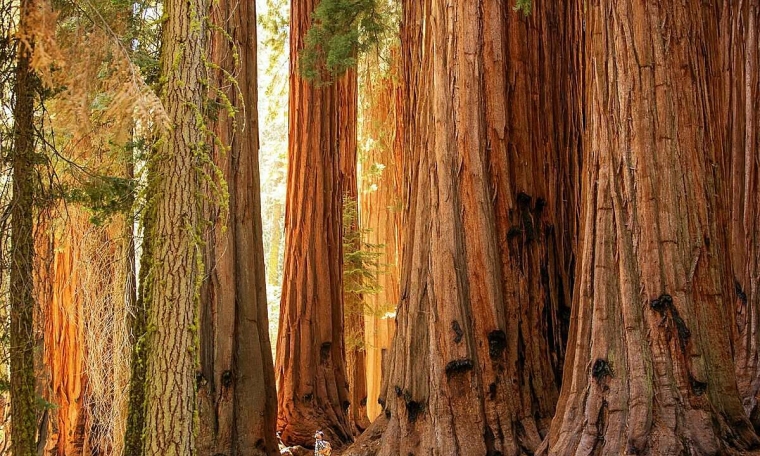 Six famous trees in the United States