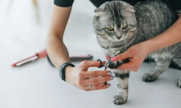 Can cats with trimmed claws transmit the rabies virus when scratching?