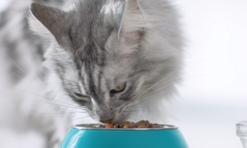 Nutritional regimes for cats across different age groups
