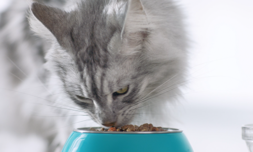 Nutritional regimes for cats across different age groups