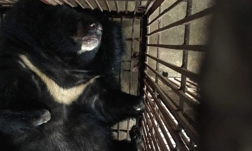 Hanoi accounts for half of the captive bears nationwide