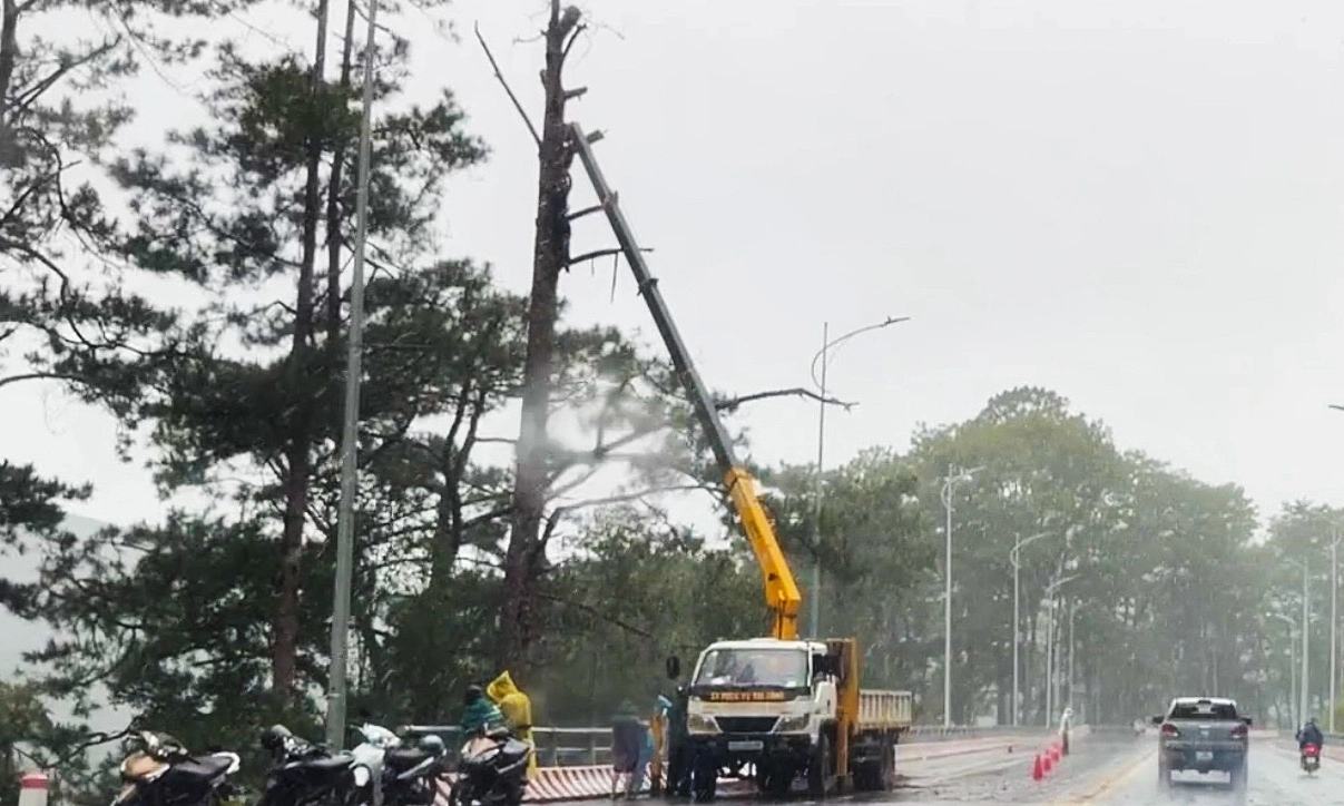 Pine trees felled on Prenn Pass amid landslide risk