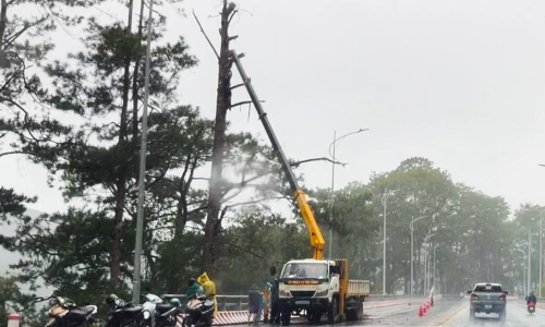Pine trees felled on Prenn Pass amid landslide risk