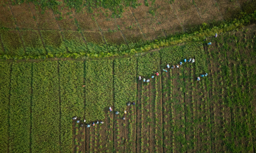 Global food faces price increase pressure due to El Nino