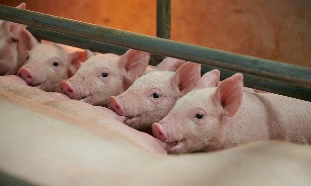 Greenfeed launches G.Nutri Premium supplementary milk for piglets