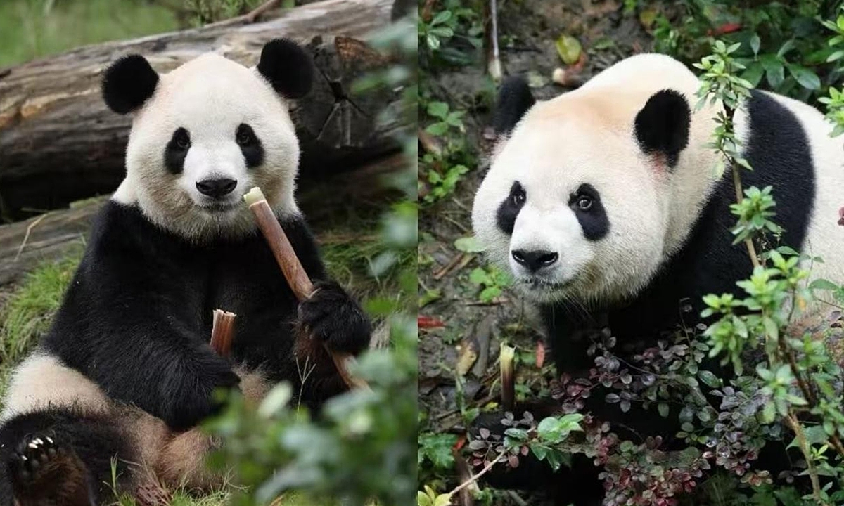 China sends pandas to US after President Xi's visit