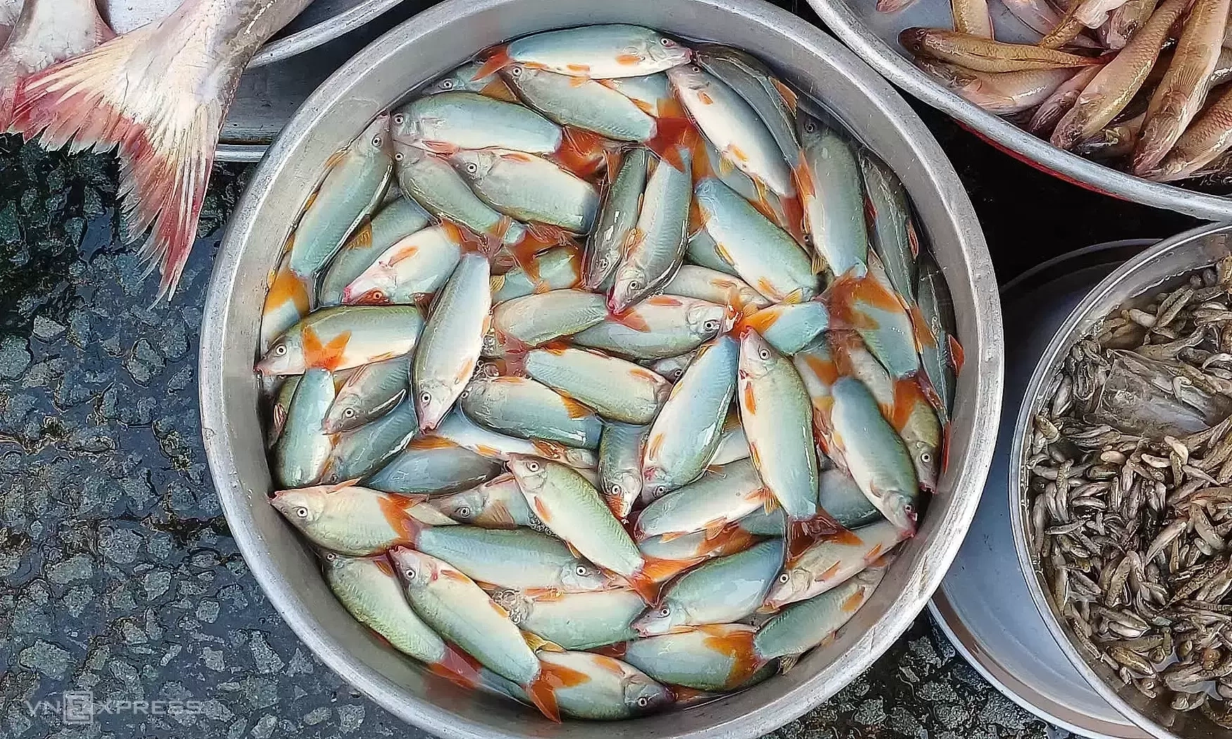 Freshwater dolphin fish fetches over 600,000 dong per kilogram