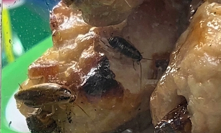 Ben Thanh Market food stall closed after insects found in food