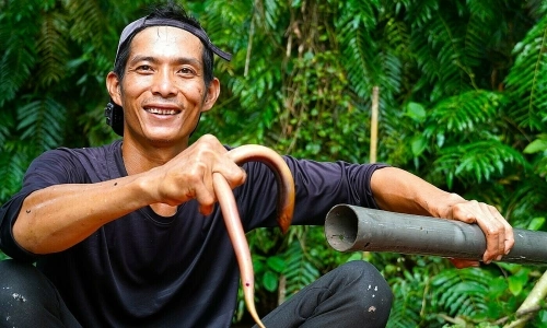 Setting eel traps in U Minh Ha forest