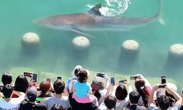 Hundreds of thousands of South Koreans flock to see stray shark