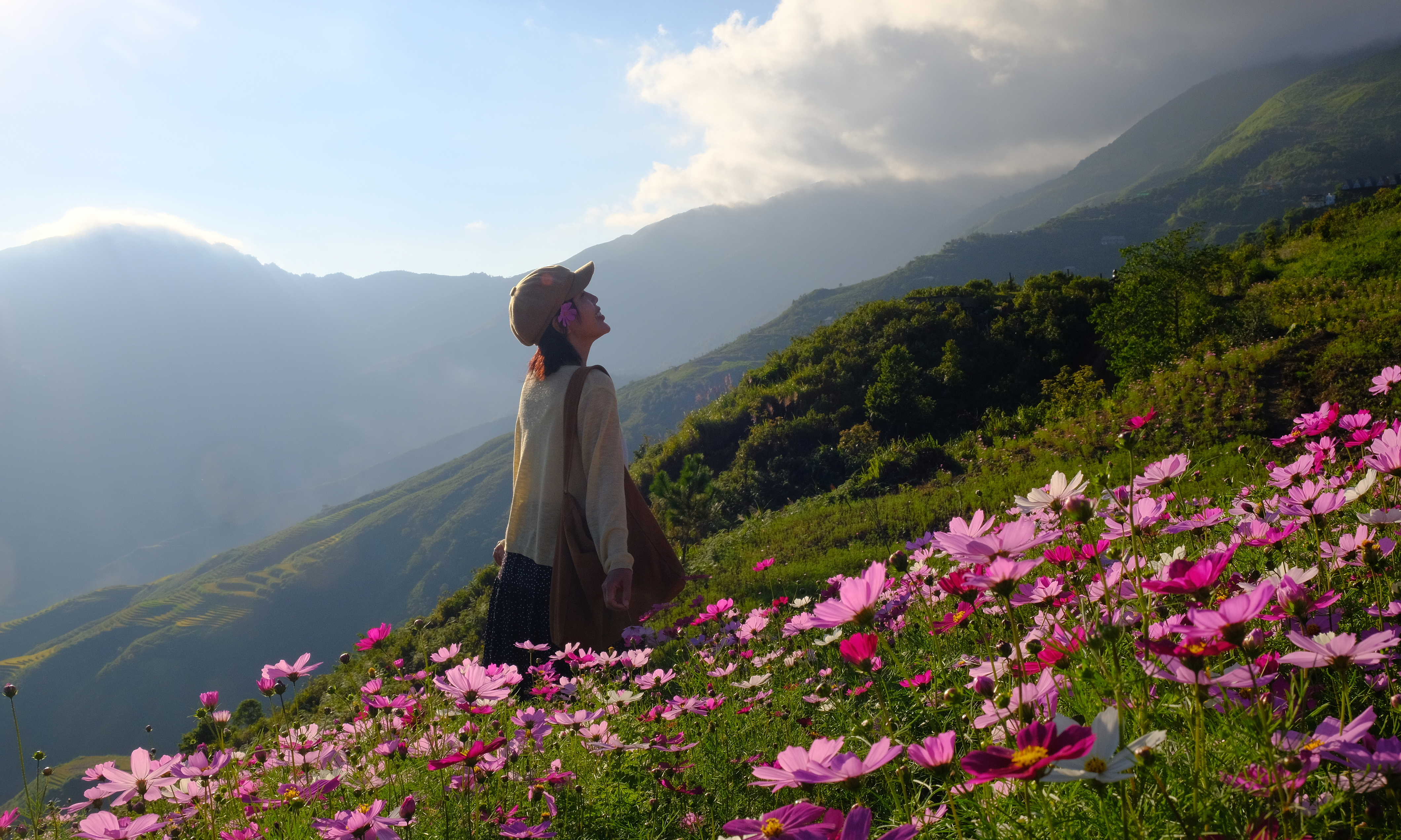 Visitors flock to cosmos flower garden in Ta Xua