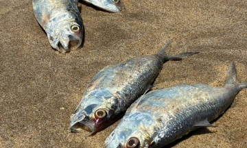 Sardines wash ashore on Quang Tri coast