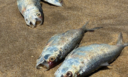 Sardines wash ashore on Quang Tri coast