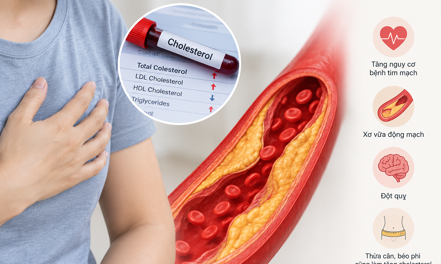 The role of cholesterol in the body