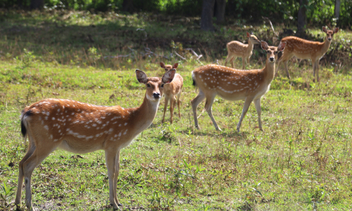 Gia Lai province provides up to 2.5 billion VND for community tourism sites
